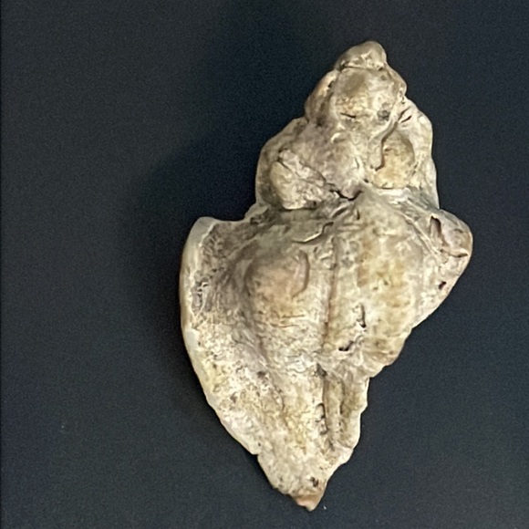 Calcified Sea Shell Interesting Fossil Specimen (Unknown Origin) - Picture 3 of 11